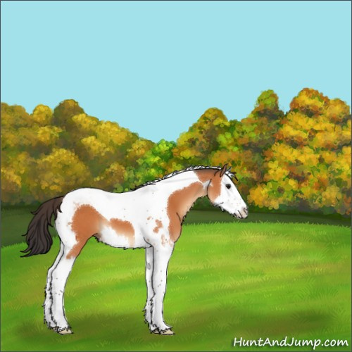 Horse Color:Bay Splash Tobiano 