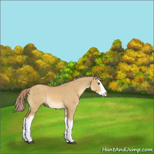Horse Color:Palomino Dun Splash 
