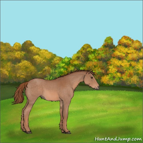 Horse Color:Red Roan
