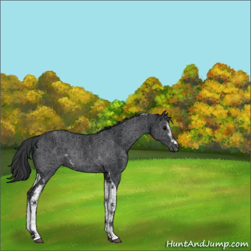Horse Color:White Spotted Black Tobiano 