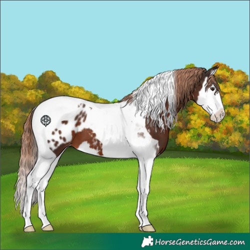 Horse Color:Liver Chestnut Splash Tobiano Appaloosa 