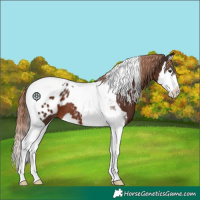 Horse Color:Liver Chestnut Splash Tobiano Appaloosa 