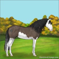 Horse Color:Brown Dun Splash 
