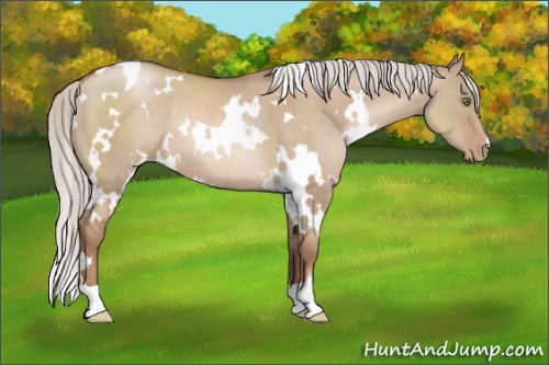 Horse Color:White Spotted Silver Grullo Pearl Rabicano 