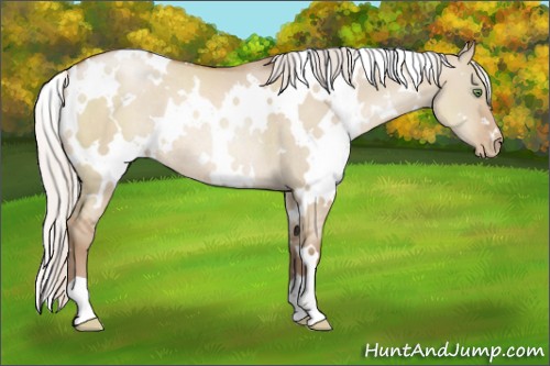 Horse Color:White Spotted Silver Grullo Pearl Rabicano 