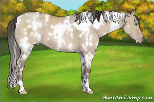 Horse Color:White Spotted Classic Champagne Dun 