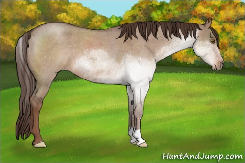 Horse Color:Liver Red Dun Roan 