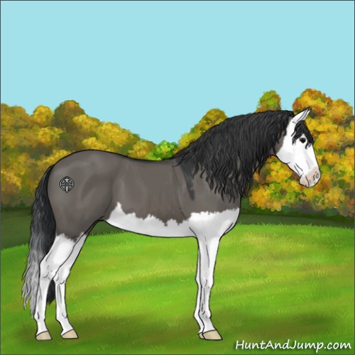 Horse Color:Grullo Splash 