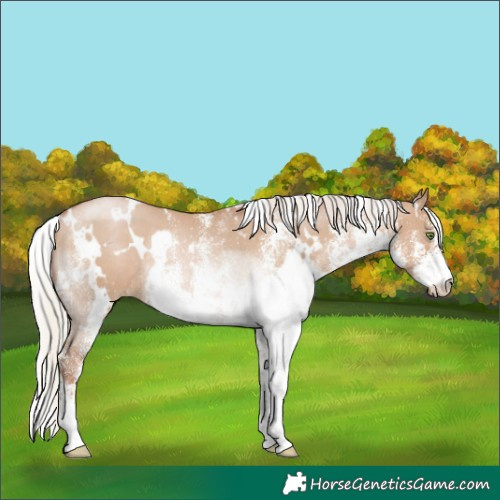 Horse Color:White Spotted Silver Grullo Pearl Rabicano 