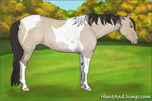 Horse Color:Classic Champagne Roan Dun Tobiano Rabicano 