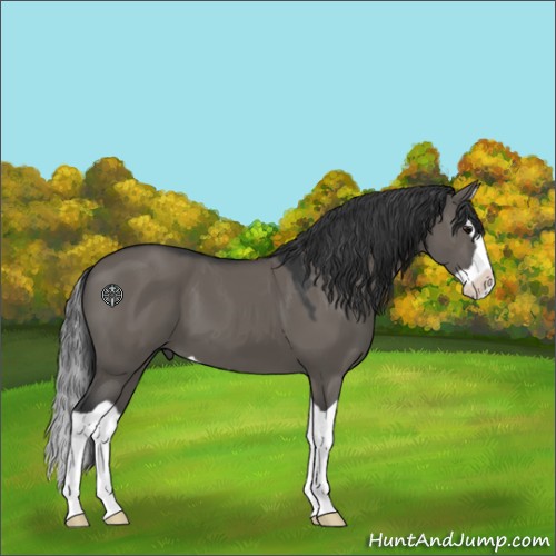 Horse Color:Grullo Splash 