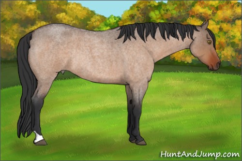 Horse Color:Brown Roan Dun Rabicano 