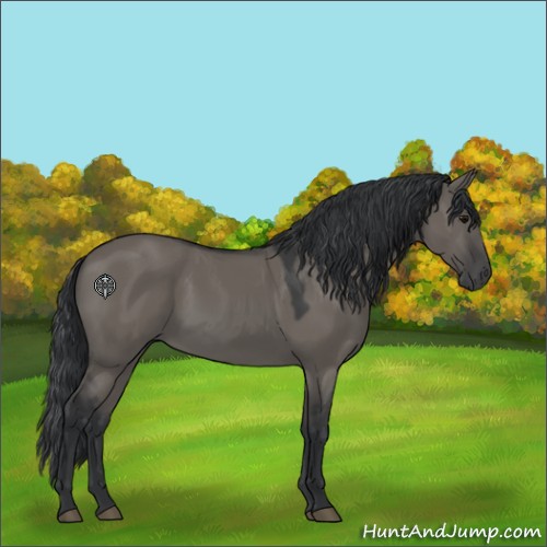 Horse Color:Grullo 