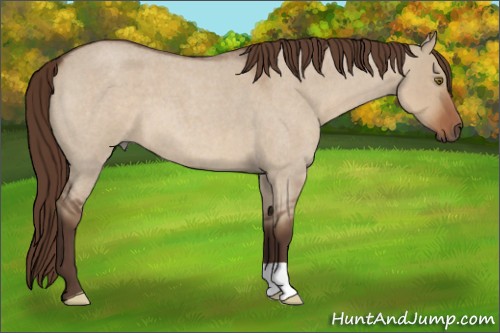Horse Color:Liver Red Dun Roan 