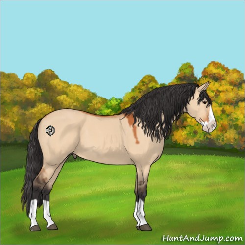 Horse Color:Bay Dun Splash 