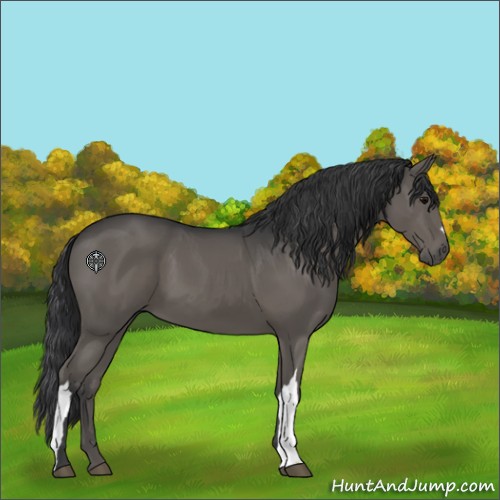 Horse Color:Black 