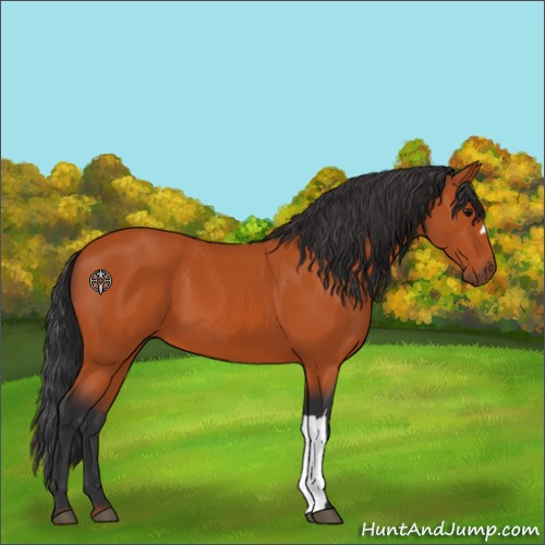 Horse Color:Bay 