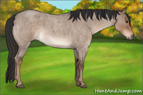 Horse Color:Liver Red Dun Roan 