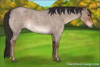 Horse Color:Liver Red Dun Roan 