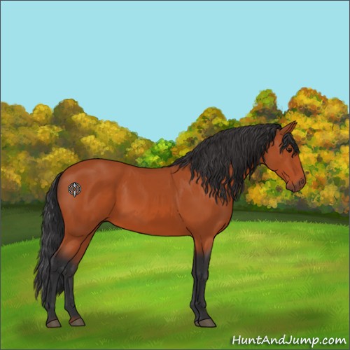 Horse Color:Bay 