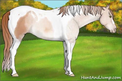 Horse Color:Gold Champagne Tobiano 
