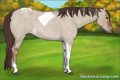 Horse Color:Liver Red Dun Roan Tobiano 