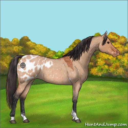 Horse Color:Bay Roan Dun Tobiano Appaloosa 
