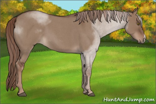 Horse Color:Liver Red Dun Roan 