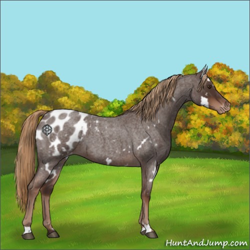 Horse Color:White Spotted Liver Red Roan Appaloosa 