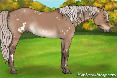 Horse Color:White Spotted Silver Brown Roan Dun 