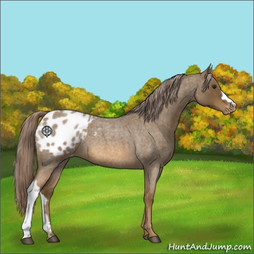 Horse Color:Chocolate Palomino Roan Appaloosa 