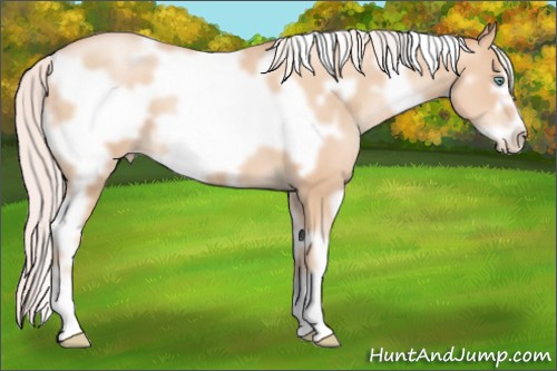 Horse Color:White Spotted Silver Sable Champagne Pearl Frame 