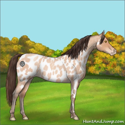 Horse Color:Amber Champagne Roan Appaloosa 
