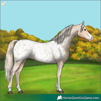 Horse Color:Chestnut Near Leopard 