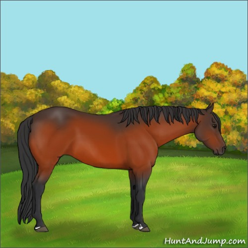 Horse Color:Bay 