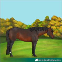 Horse Color:Brown 