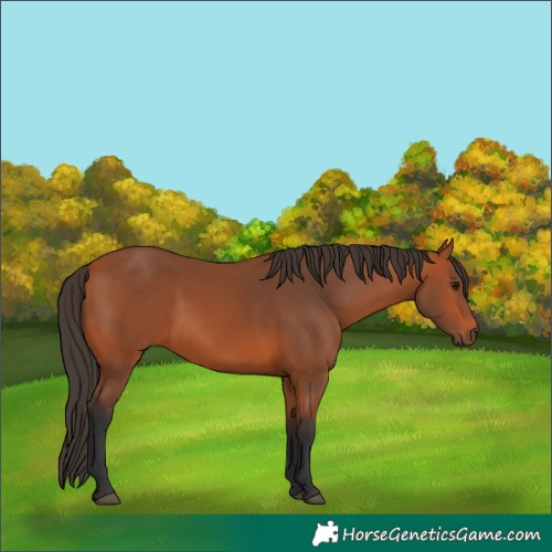 Horse Color:Bay 