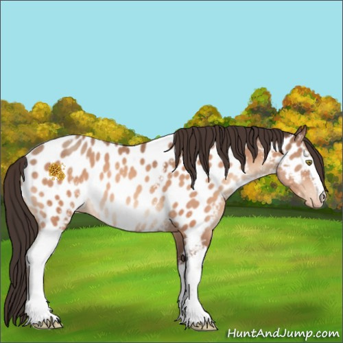 Horse Color:White Spotted Sable Champagne Appaloosa 