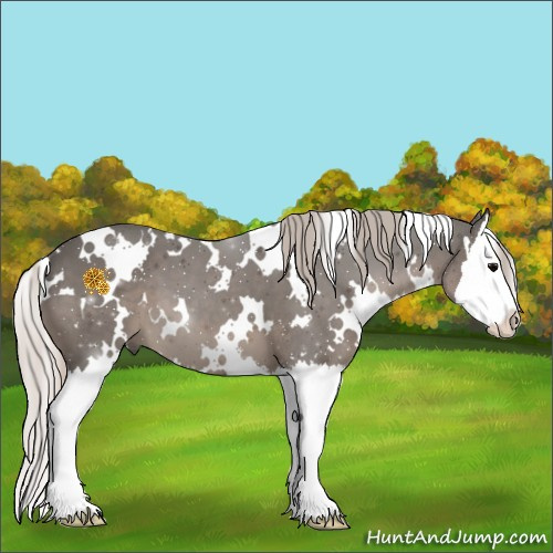 Horse Color:White Spotted Silver Black Splash 