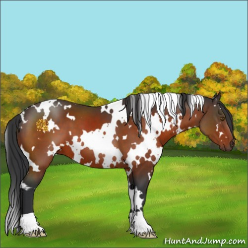 Horse Color:White Spotted Brown 