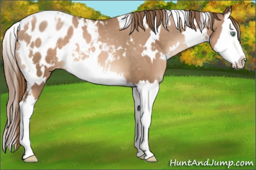Horse Color:White Spotted Liver Chestnut Pearl Splash Appaloosa 