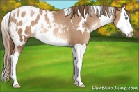 Horse Color:White Spotted Liver Chestnut Pearl Splash Appaloosa 