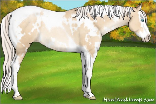 Horse Color:White Spotted Silver Classic Cream Champagne Pearl Splash Tobiano Rabicano 