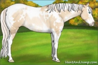 Horse Color:White Spotted Silver Classic Cream Champagne Pearl Splash Tobiano Rabicano 