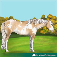 Horse Color:Gray White Spotted Silver Sable Cream Champagne Pearl Splash 