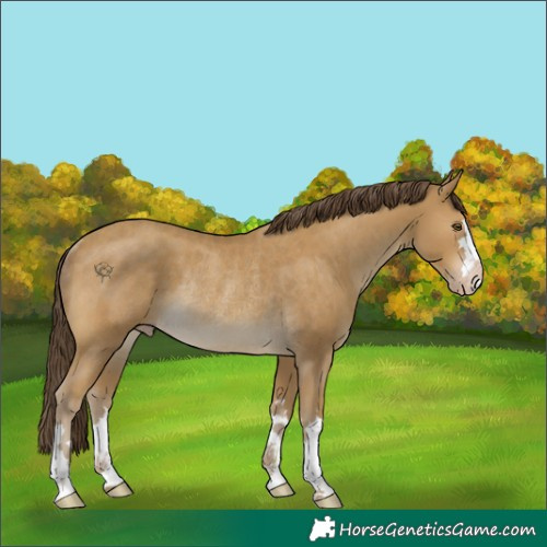 Horse Color:Classic Cream Champagne Rabicano 