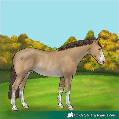 Horse Color:Classic Cream Champagne Rabicano 
