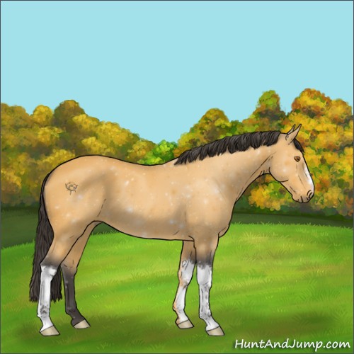 Horse Color:Buckskin 
