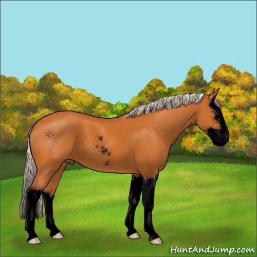 Horse Color:Void Silver Buckskin Sabino Splash 