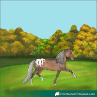 Horse Color:Silver Brown Blanket 